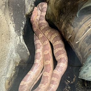 Corn snake