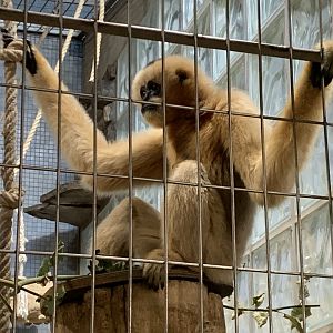 Northern White-cheeked Gibbon