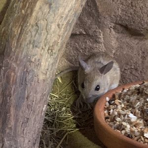 Spinifex hopping mouse