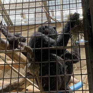 Western lowland gorilla