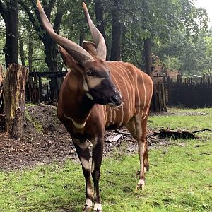 Eastern bongo
