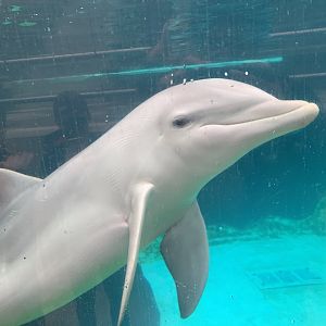 Atlantic bottlenose dolphin