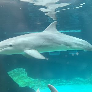 Atlantic bottlenose dolphins