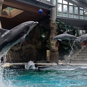 Atlantic bottlenose dolphins