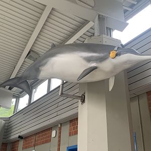Beaked whale statue
