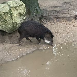 Southern white-lipped peccary