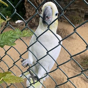 Yellow-crested cockatoo