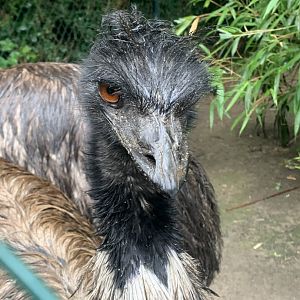 Emu