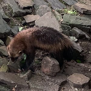 European wolverine