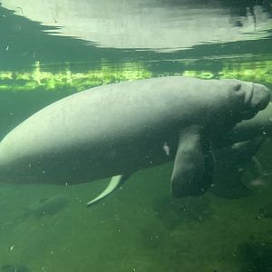 Antillean manatees