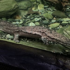 Chinese giant salamander