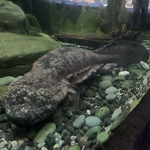 Chinese giant salamander