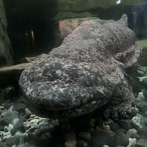 Chinese giant salamander