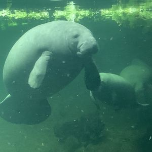 Antillean manatees