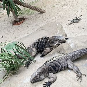 Cuban rock iguanas