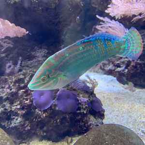 Adorned wrasse