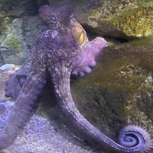 Common octopus