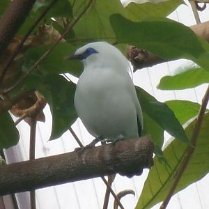 Bali mynah