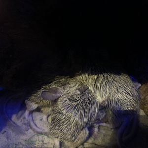 Afghan mouse-like hamsters