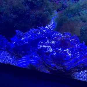 Bigscale scorpionfish