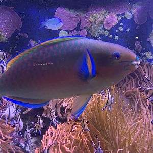 Quoy's parrotfish