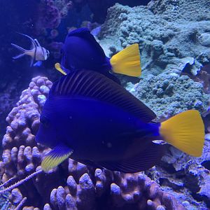 Yellowtail tang