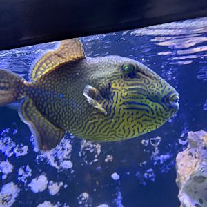 Yellow-spotted triggerfish