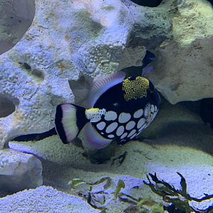 Clown triggerfish