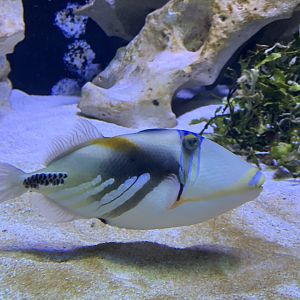 Picasso triggerfish