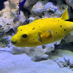 Guineafowl puffer