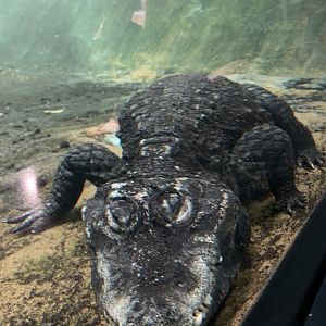 Dwarf crocodile