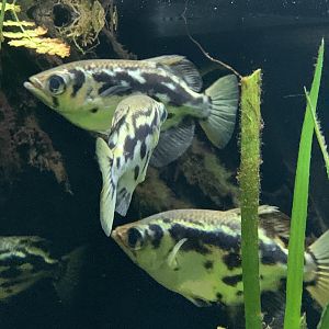 Burmese archerfish
