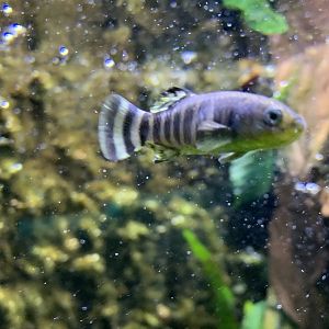 Azraq killifish