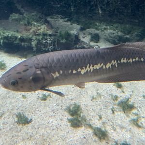 African arowana