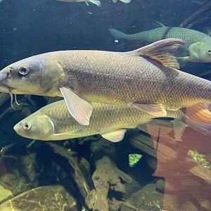 Barbels and European chubs