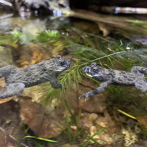 Yellow-bellied toads