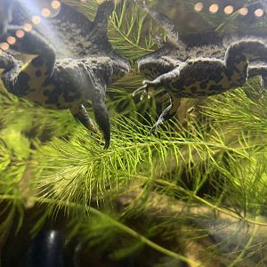 Yellow-bellied toads