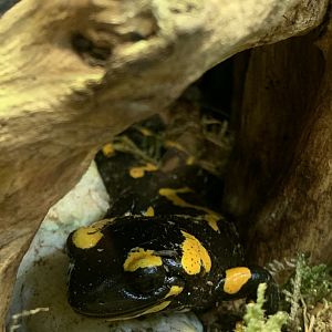 Fire salamander