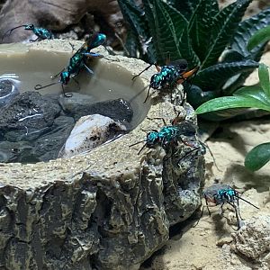 Emerald cockroach wasps
