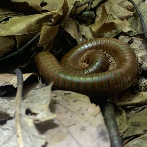 Giant African olive millipede