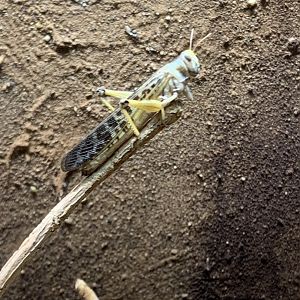 Desert locust