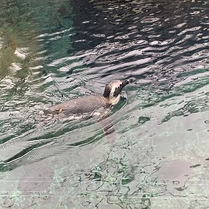 African penguin