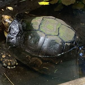 Southern brown tortoise