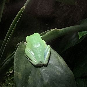 Red-eyed tree frog