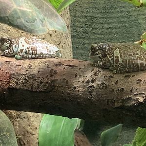 Amazon milk frog