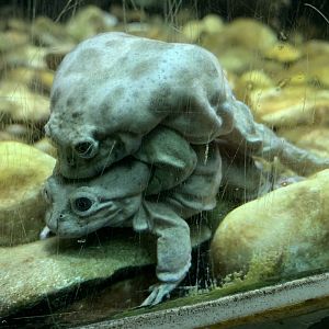 Lake Titicaca frogs