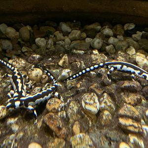 Kaiser's spotted newts