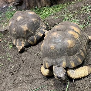 Radiated tortoises