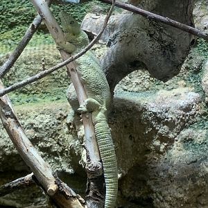 Bauer's chameleon gecko