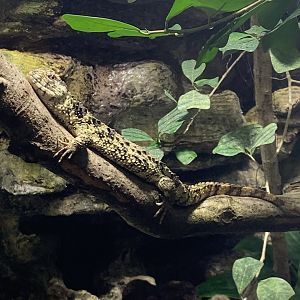 Chinese crocodile lizard